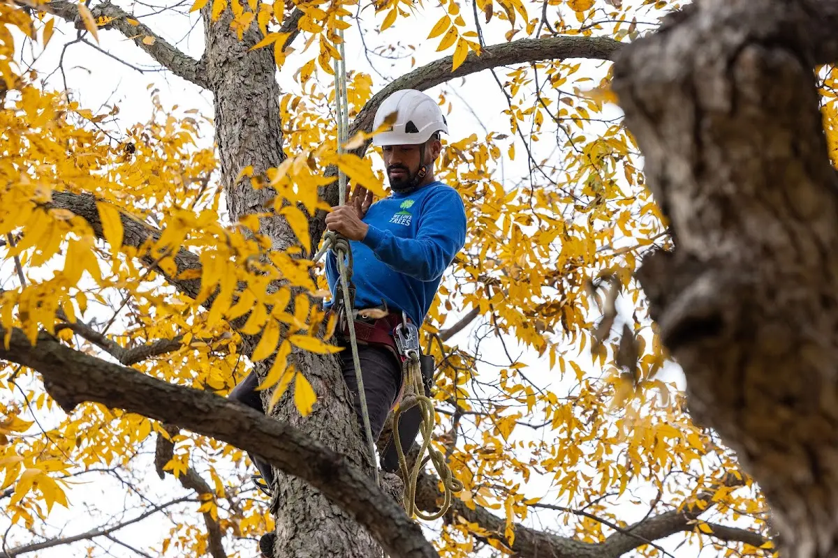 Skilled Tree Planting crew working in Toledo